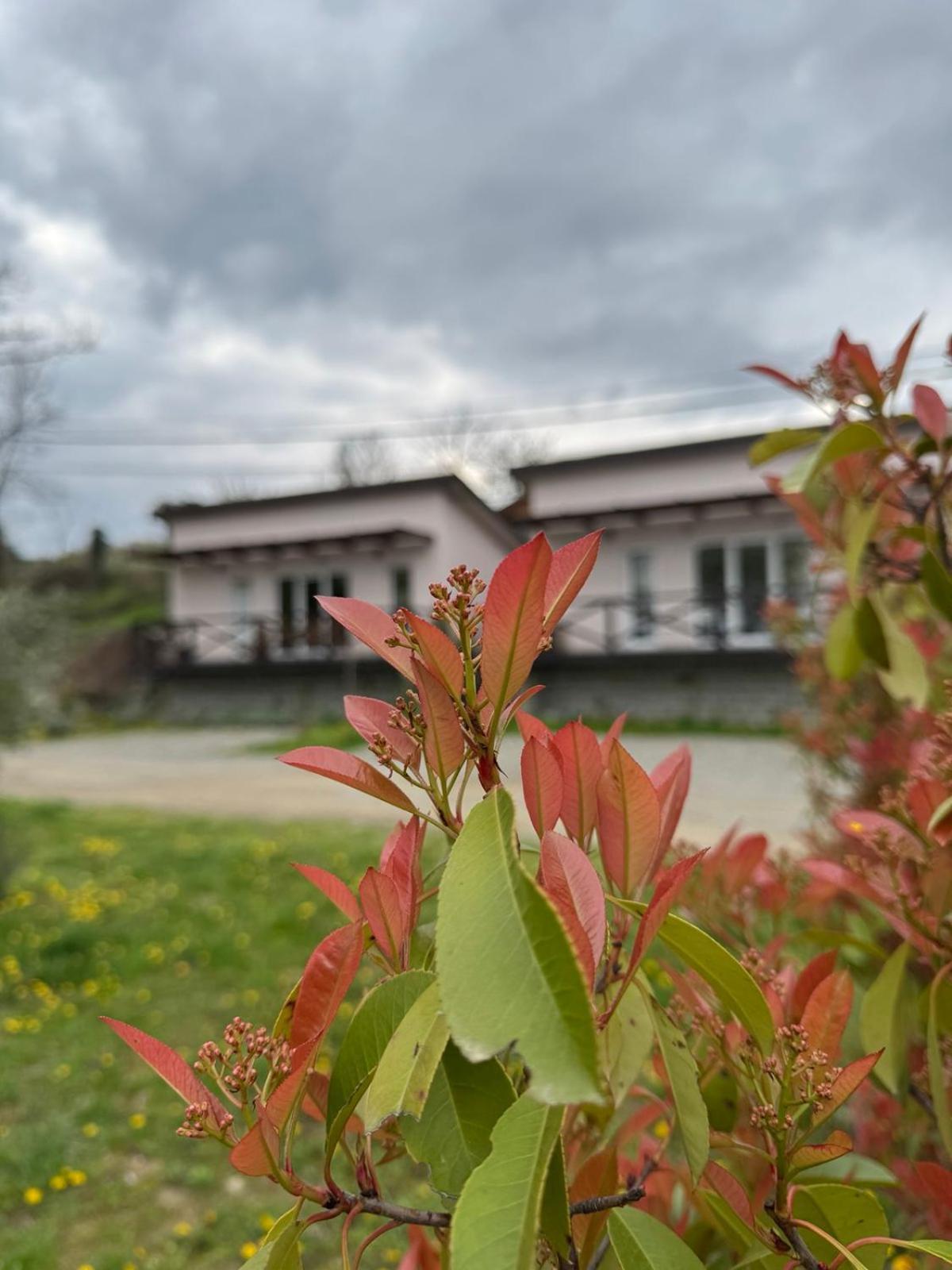 Bora Kuce Na Reci Villa Belgrado Buitenkant foto